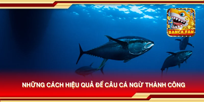 Những cách hiệu quả để câu cá ngừ thành công