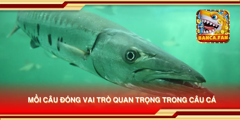 Mồi câu đóng vai trò quan trọng trong câu cá