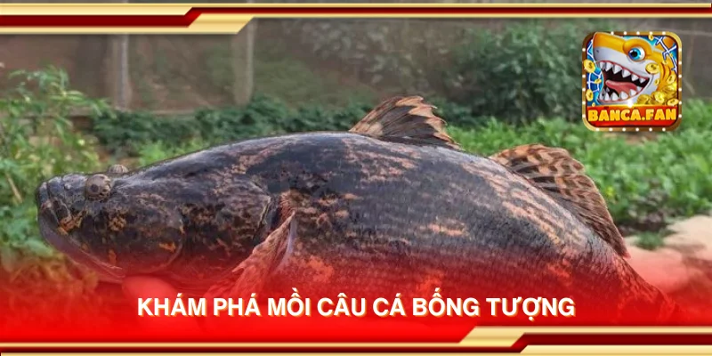 Khám phá mồi câu cá bống tượng